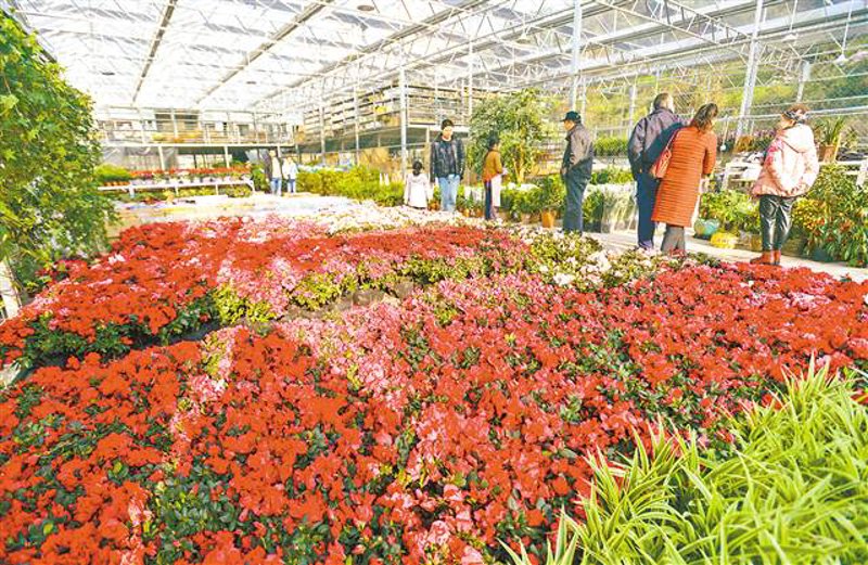 鲜花盆栽市场动向与零售趋势
