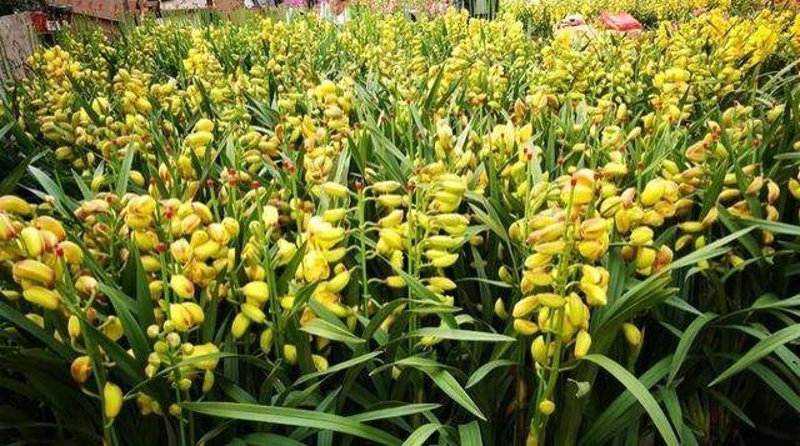 花卉界的艺术演绎：俊奇花卉引领潮流新风向