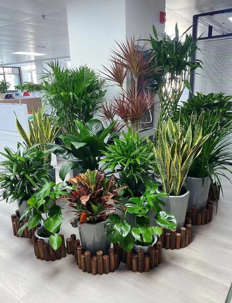 办公室绿植租摆