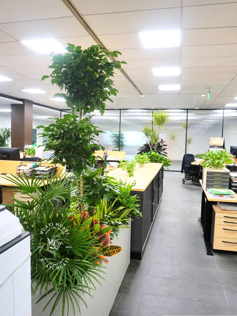 鲜花盆栽批发市场新趋势