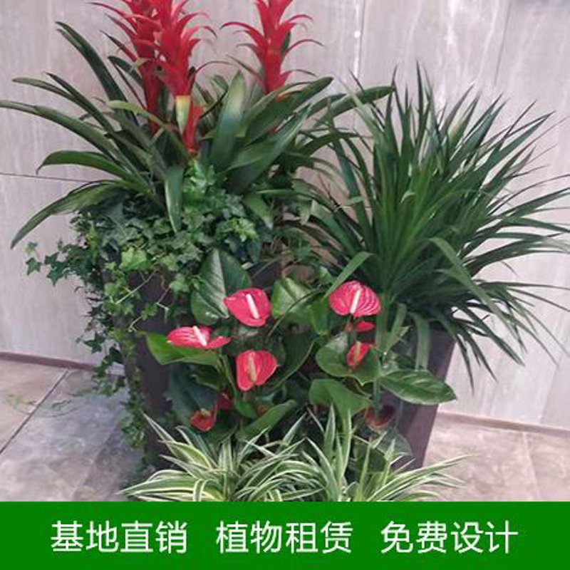 鲜花盆栽批发市场的繁荣景象